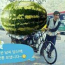 닭 씨리즈 이미지