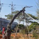 좋은소나무 이미지