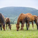 이가목장 이미지