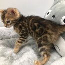 이쁜포리 이미지