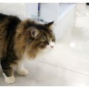 쿨펫동물병원 이미지