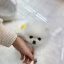 내품안의반려견 은평점 이미지