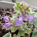 해피병풀 이미지