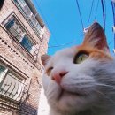 오늘의강아지 이미지