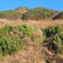 산청 오대주산