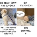배드파티쉐 | [벨기에] 이 집 초콜릿 잘하는구만유