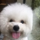 담담 그루밍 샵 | 강남구 논현동 애견미용샵 BEST5