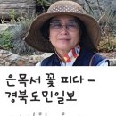 경북도민일보에 실린 강신영 시인의 ＜은목서 꽃 피다＞ 이미지