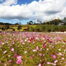 코스모스메디칼 이미지