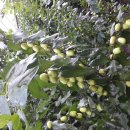 절골농장 이미지