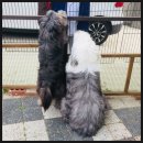 상신리코코네 이미지