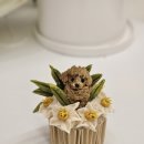 카페트라슈 이미지