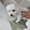 뭉구르밍 이미지