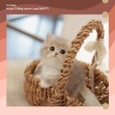 강서고양이분양 나비캣 네이버블로그