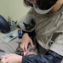 고양이 무마취 미용 냥털도둑 이미지