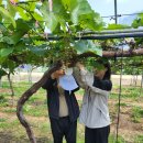 과일나라테마공원3 이미지