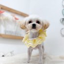 쿨독펫샵 이미지