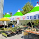 금다육꽃사랑