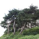 죽장마을(솔다박마을) 이미지