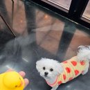 아지트인형뽑기 | [원주 애견동반 카페] 카페아지트 / 인조잔디 운동장