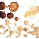 금오영농조합법인 이미지