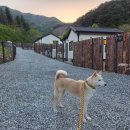 동춘천농협하나로마트 학곡점 | 홍천 애견동반 독채펜션, 대형견 동반가능 숙소, 무스테이 후기