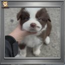 레드앤화이트독 | 고양시보더콜리분양 우리집 새식구 맞이한 이야기