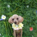 땡글땡굴 이미지