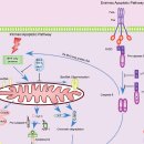 apoptosis 세포사멸에 대한 소고 - 연세대학교 생화학과 송재환 이미지