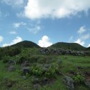 비타민 숲 이미지