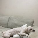 신림유치원 | 신림/당곡 애견유치원 추천 메리펫애견유치원 다닌 후기