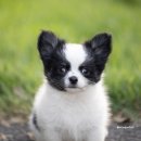 윈터펠 치와와 이미지