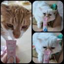 #물좋은츄르 #체험단모집에 딩첨되어 후기작성 하겠습니다