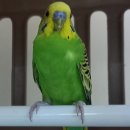 산타클라라동물병원 이미지