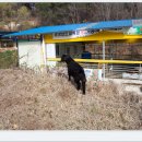 아기염소 이미지