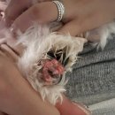 ABC동물병원 이미지