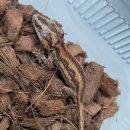 핑키펫 | 극진 귀여운 가고일게코 팻테일 게코와 콘스네이크들이 입고되었습니다.