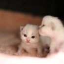 랙돌캐터리 알렉산더돌스 이미지