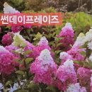 유럽목수국 썬데이프레이즈 이미지