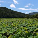 연꽃마을건넌들 이미지