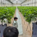 천을농장 | 세살아기 12월 딸기농장 체험 ( 파주 성연딸기 🍓 내돈내산 후기 )