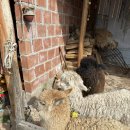 덕풍계곡권역마을 | [18박 20일 남미여행 6일차] 쿠스코 이모네 성스러운 계곡 투어 솔직 후기