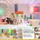 세종사이버대와 함께하는 <성격 유형별 스트레스 해소법> | 세종시고양이분양 경험으로 찾아온 나만의 고요한 동반자