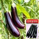 진주장 이미지