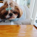 대한견식 이미지