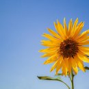 바람과 별 이미지