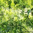 버드나무 이미지