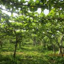 배씨농장 이미지