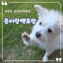 대부도 애견독채펜션 용이랑백호랑 꼼꼼하고 섬세한 펜션에 감탄하고 온 후기