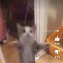 해피캣 네이버블로그